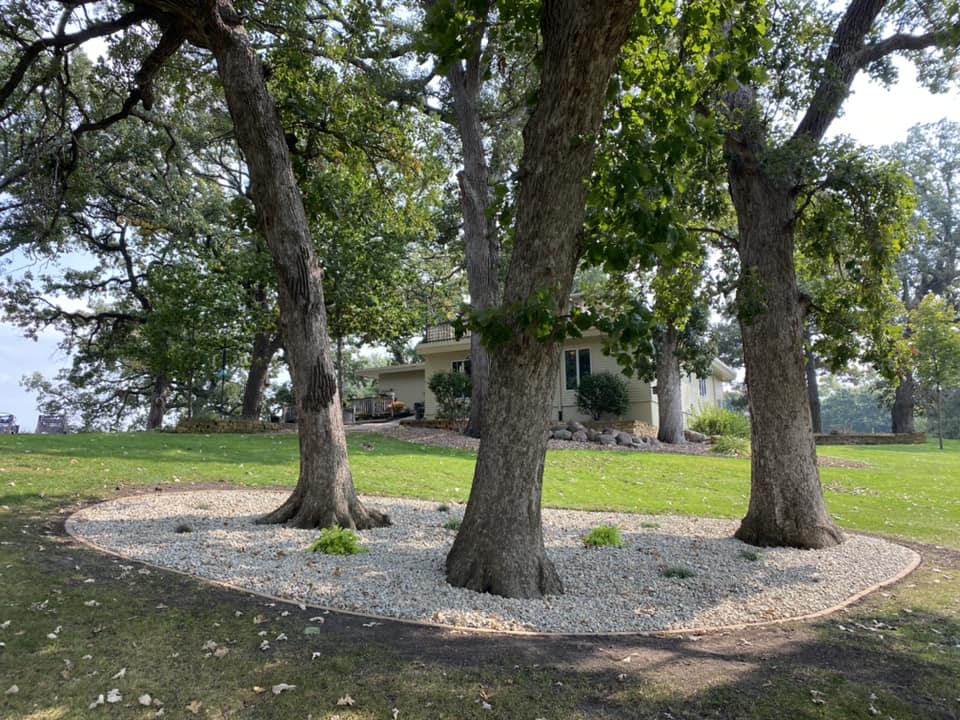 Three majestic trees surrounded by white gravel and lush green grass in a scenic landscape.